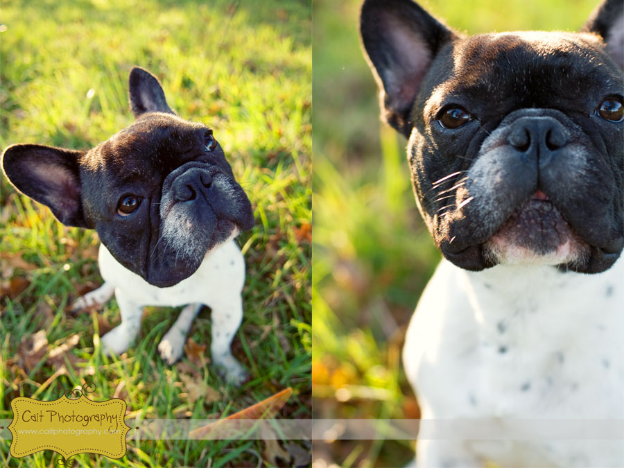 Cape Cod Frenchies photo shoot! Cape Cod Dog and Pet